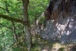 Waldstück der Caaner Schweiz